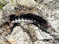 Красотел пахучий 003